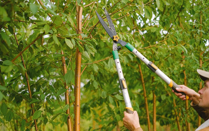 Tree trimming in Cannon Ball, ND