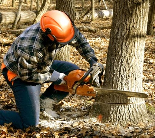Tree Removal in Cannon Ball, ND
